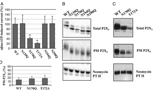 Fig. 2. Effect of single mutation of N-glycosylation sites on functional expression of P2X 3 receptor