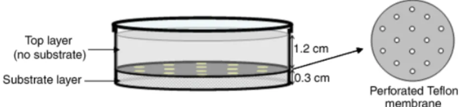 Fig. 1. Schematic representation of the LDF Petri dish system used to control substrate flux to colonies developing at the surface of the top agar layer.