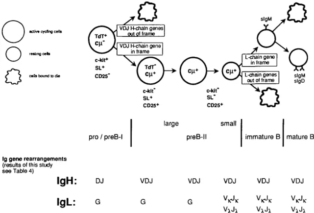 Fig. 1. B lymphopoiesis in mouse bone marrow, as analyzed by differential marker expression and status of IgH and L chain gene rearrangements.