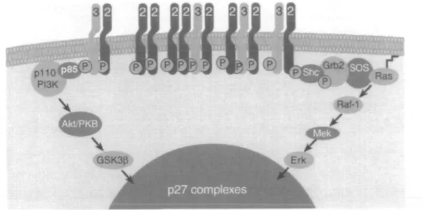 Figure 3. Model of p27 regulation. X, one of a range of molecules with which p27 can form complexes (for explanation see text).