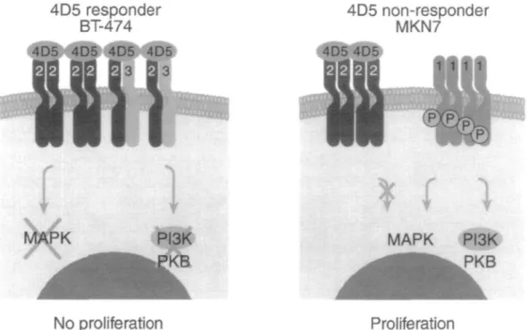 Figure 4. Reversal of malignant growth by 4D5 (for explanation see text).
