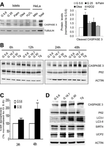 Figure 7B shows the expression of key components of nuclear differentiation factors and mitochondrial machineries being  ex-pressed in human islets and the ones being changed by chronicFigure 5.Apoptosis in human islets after stress challenge