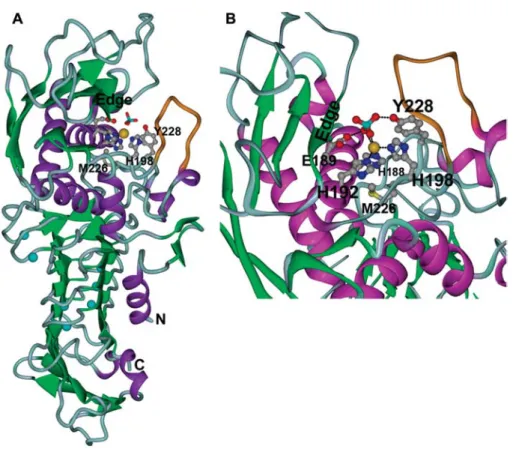 Figure 1 Overall structure and active center of wild-type PrtC.