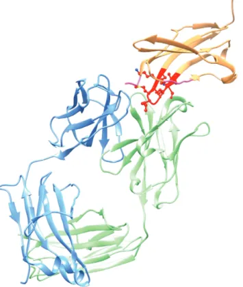 Fig. 6 Structure of the anti-VEGF receptor KDR3 domain bound to F ab  1121B. Note the highly localized β-hairpin epitope in KDR3  that is predominantly bound to the H chain (contrast this with the binding mode described in Fig