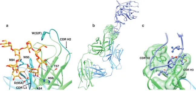 Fig. 21 A class of antibodies designated PGT have been designed to bind to the glycan coat of HIV gp120