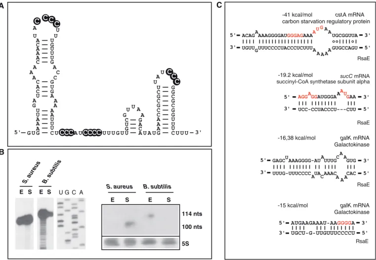 Figure 6. RsaE ortholog is expressed in B. subtilis. (A) Secondary structure of B. subtilis RsaE derived from the structural alignment shown in Figure 2