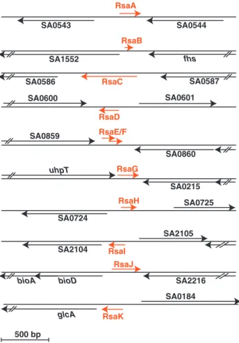 Figure 2. Genomic organization of rsa genes in the S. aureus N315 strain. Red arrows denote the rsa transcripts and their orientations, and the blacks arrows are for the ﬂanking open reading frames (ORFs)