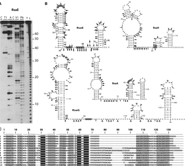 Figure 3. Secondary structures of various Rsa RNAs. (A) Gel fractionation of enzymatic cleavages and lead-induced cleavages of 5 0 -end-labeled RsaE: lanes T1: RNase T1, 0.01 and 0.02 U for 10 min at 20  C; lanes A: RNase A, 0.01 mg/ml and 0.001 mg/ml for 