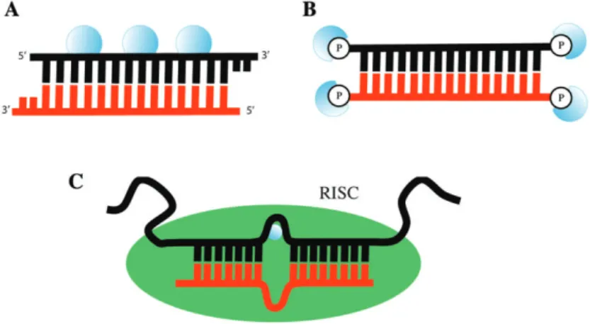 Figure 2     Schematic illustration of caged siRNA strategies. (A) Caged phosphate backbone and (B) caged terminal phosphates of siRNA