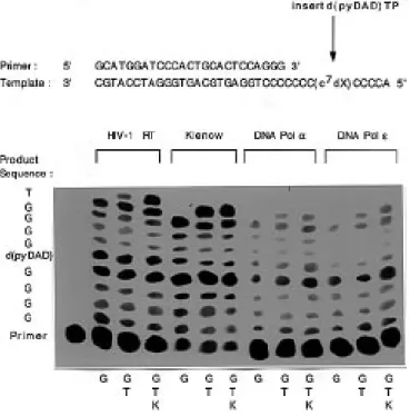Figure 4. pH-dependent primer extension by HIV-1 RT. Deoxynucleoside triphosphates present are indicated below, where K stands for d(pyDAD)TP.