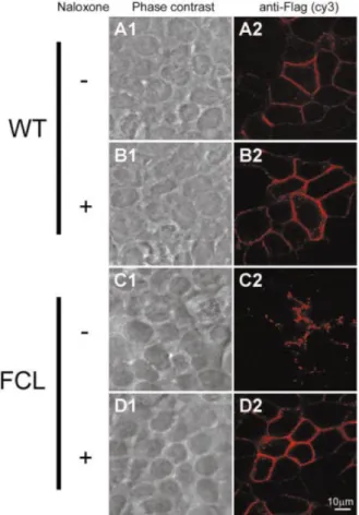Fig. 8. Internalization of KOR in HEK293T cells. FLAG-tagged WT (rows A and B) and FCL (rows C and D) receptors were expressed in HEK293T cells
