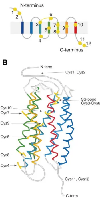 Fig. 1. Schematic representation of cysteines in KOR. Snake-like plot indicating the trans-membrane a-helices (A) and a model of the tertiary structure (B) with the indicated cysteines (Pogozheva et al., 1998)