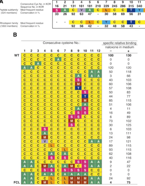 Fig. 2. Variation of residues in cysteine positions of KOR. (A) Consensus residue analysis for GPCRs