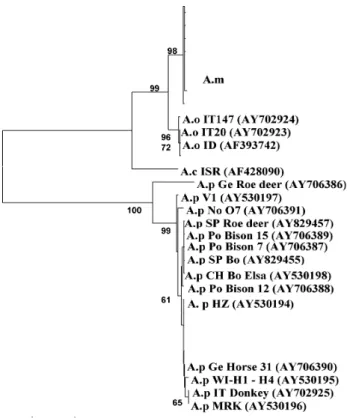 Fig. 5. Phylogenetic analysis using Mega 2 of Anaplasma species based on the MSP5 protein sequence using the NJ algorithm with Poisson correction and bootstrap analysis of 1000 replicates