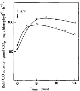 FIG. 1. RuBPCO activity in chloroplasts with and without P, in the medium. Chloroplasts (28 fig chlorophyll cm" 3  suspension) were pre-incubated in the dark at 20 °C in 50 mM Hepes KOH (pH 7-6), 0-4 M sorbitol, 1-0 mM NaHCO 3 , 1-0 mM EDTA and 200 uni