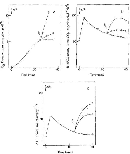FIG. 2. Photosynthetic O 2  release (A),  R U B P C O activity (B), and ATP content (c) of illuminated chloroplasts as influenced by P,