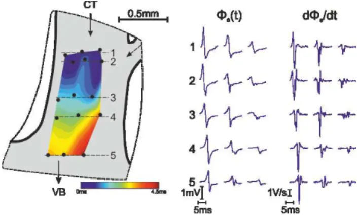 Figure  1:  Spatial  heterogeneity  of  depolarization  signals  within  one  PectM.  Recordings  on  the  right  in  line  2  and  3  indicate incoming wavelet from the top right branch
