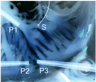 Figure 1: Tissue Preparation. S is the stimulus site, P 1..3