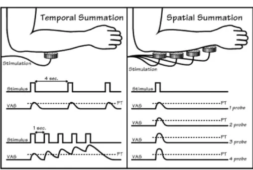 Fig. 1 Temporal and spatial summation induced by heat stimulation. For temporal  summation, repetition of the stimulus every 4 s results in a pain sensation of constant  intensity (VAS, visual analogue scale for pain intensity)