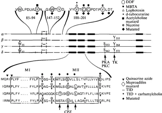 Fig. 4. Amino acids chemically labelled or mutated in the cholinergic binding area and channel domain of the four subunits of Torpedo receptor are depicted