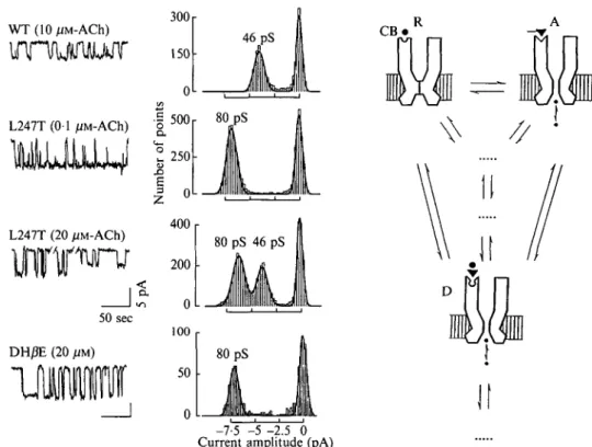 Fig. 7. Role of the  M i l 'leucine ring' revealed by the single-channel recordings of <x~j L247T mutant expressed in frog oocyte