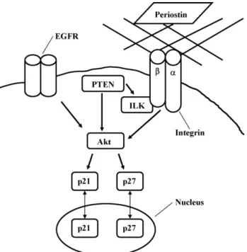 Fig. 3. Schematic picture of the proposed EMTaxis onto p21 and p27, triggered by periostin.