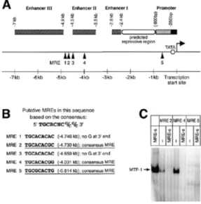 Figure 1. Rat AFP as a putative target gene of MTF-1. (A) Five MREs with a perfect 7 bp core consensus sequence are located in the upstream regulatory sequence of the AFP gene