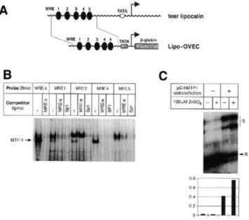 Table 1. Stress defense genes with unaltered expression level in E13.0 MTF-1 –/– embryos (microarray) Heat shock proteins