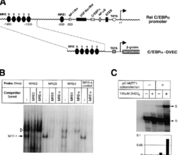 Figure 4. GSH levels in embryonic livers at late E12.5 stage. GSH levels were determined in MTF-1 wild-type (n = 3), heterozygous (n = 9) and knockout (n = 3) liver samples via a HPLC-based method (29)