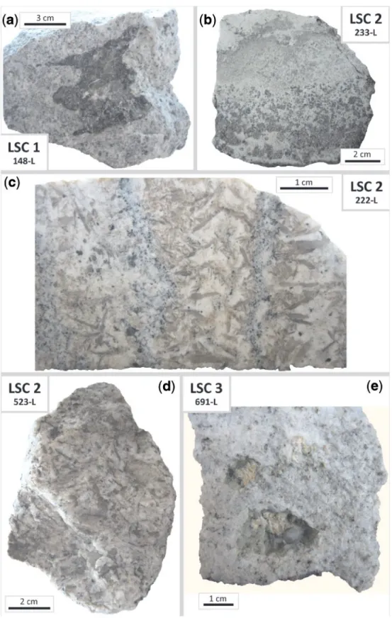 Fig. 2. Carbonatite^syenite xenoliths representative of the various classes present in the Laacher See tephra