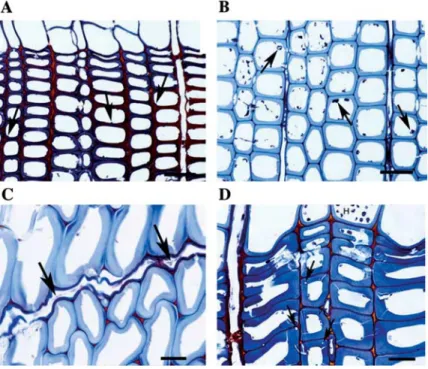 Figure 3 Transverse sections of Norway spruce wood. (A) Untreated wood incubated with Coniophora puteana