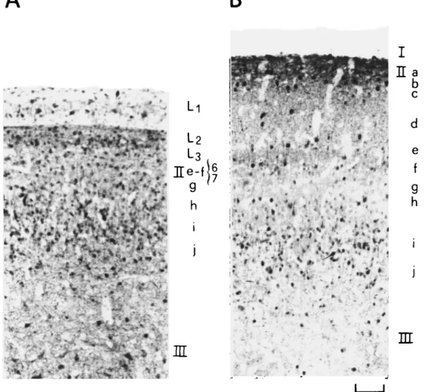 Fig. 9. Distribution of GABA-LI in corresponding regions of the dorsolateral optic tectum (TeO) at hatching (A) and at 9 days after hatching (B)