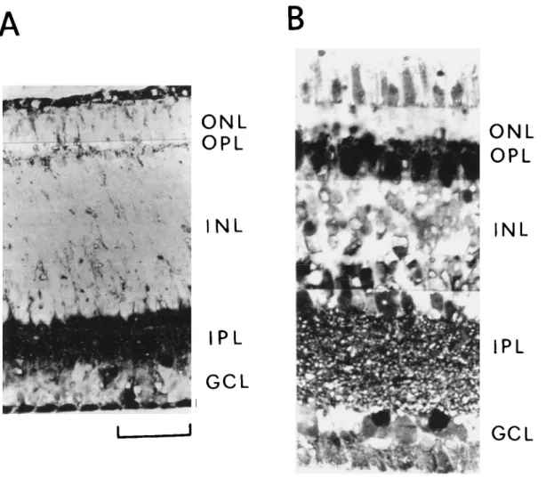 Fig. 1. GABA immunohistochemistry of pigeon retina at two stages after hatching. A, at hatching and B, at 6 days