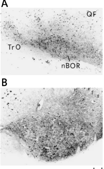 Fig. S. GABA-LI of the mesencephalon showing the nucleus of the basal optic root (nBOR)