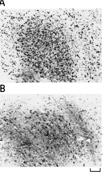 Fig. 6. GABA-LI of the mesencephalon showing the nucleus pretec- pretec-talis (PT). Again, a progressive decrease in density of labeled cells with a parallel increase of stained neuropil can be observed from hatching (A) to 9 days (B)