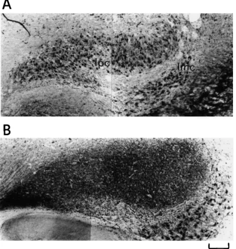 Fig. 8. GABA immunohistochemistry of the nucleus isthmi, pars parvocellularis (Ipc) at 6 (A) and 9 (B) days after hatching (at a different level as compared to that shown in Fig
