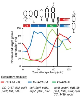 Figure 3. GcrA/CcrM, CtrA/SciP and CtrA/MucR transcriptional modules respec- respec-tively control sequential waves of transcription in S-, G2- and G1-phase