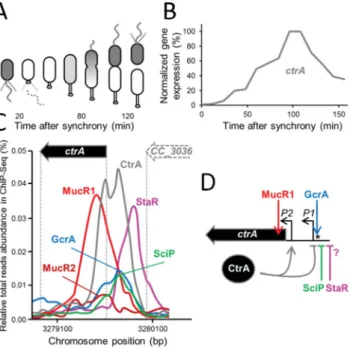 Figure 4. Target genes of the GcrA/CcrM transcriptional module and their posi- posi-tion on the C