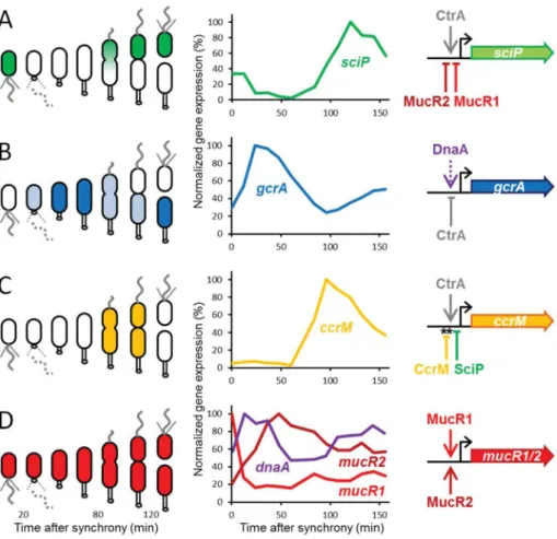 Figure 6. Abundance of GcrA, CcrM, SciP and MucR and their mRNAs during the C. crescentus cell cycle