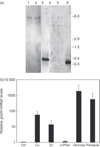 Fig. 2. Gls24 mRNA analysis. (a) Northern blot of gls24 mRNA. Two micrograms of RNA from uninduced cells (lanes 1and 4) or cells incubated with 1 mM copper for 1 h (lanes 2 and 5) were probed with a gls24 probe (lanes 1–3) or an orf1 probe (lanes 4–6) as d