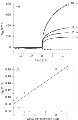 Fig. 5. Surface plasmon resonance analysis of the CopZ–Gls24 interaction. (a) CopZ at the concentrations indicated was reacted with immobilized Gls24 and the association rates were monitored (solid lines).