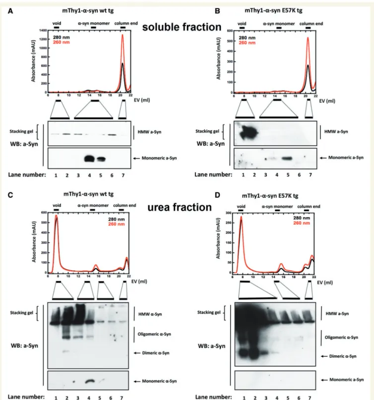 Figure 3 Separation of oligomeric and monomeric species in extracts of wild-type and E57K transgenic mice using size exclusion chromatography-profiles (top) before western blot (bottom)