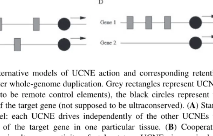 Fig. 1. Alternative models of UCNE action and corresponding retention patterns after whole-genome duplication