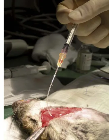 Fig. 1. Lung metastases (H.E.). Fig. 2. Application of the tumor cells.
