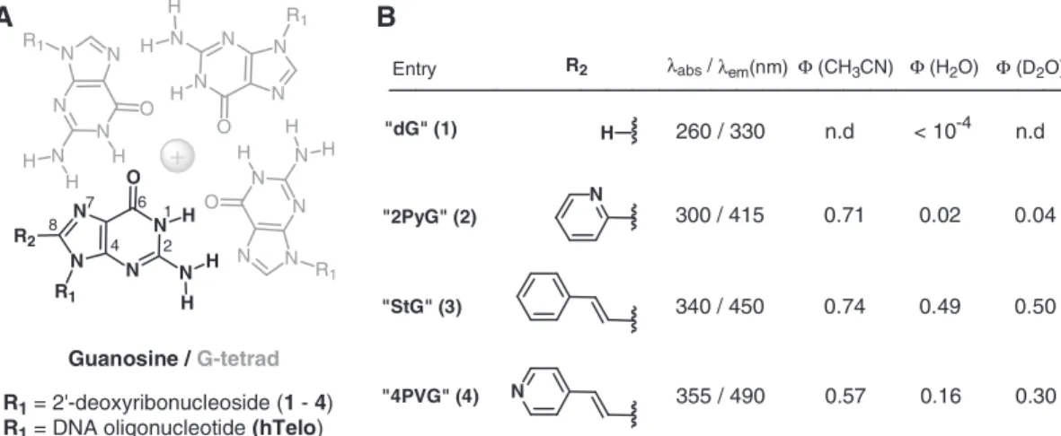 Figure 1. (A) Structures and numbering of 8-substituted-2 0 -deoxyguanosines and an ion-containing G-tetrad (gray)