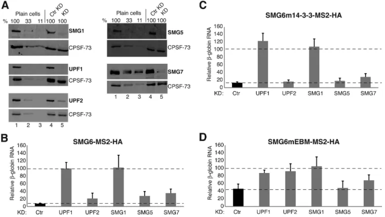 Figure 2. SMG6-mediated mRNA decay requires SMG1 and UPF1. (A) Western blots examining the knockdown efficiencies of various NMD factors from samples corresponding to the experiments shown in (B–D)