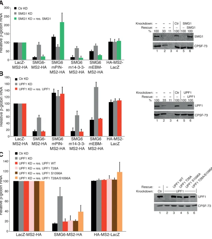 Figure 3. UPF1 phospho-site mutants still rescue SMG6 activity in UPF1-depleted cells