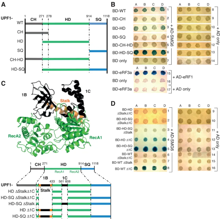 Figure 4. SMG6 interacts with UPF1 HD in a phospho-independent manner. (A) Diagram of the UPF1 aspect of various GAL4-DNA-BD-UPF1 con- con-structs tested