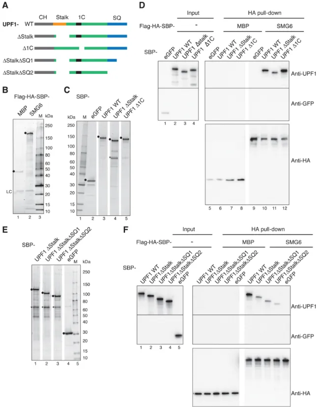Figure 5. UPF1 Stalk and SQ regions are involved in binding to SMG6 in vitro. (A) Schematic of the tested UPF1 constructs