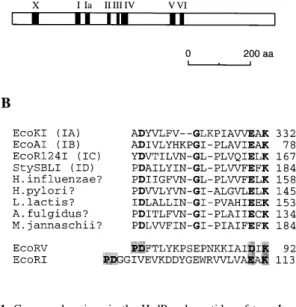 Figure 1. Conserved regions in the HsdR polypeptides of type I restriction enzymes. (A) A diagram of the HsdR subunit of the type IB restriction enzyme EcoAI showing the location of the conserved amino acid sequence regions as defined previously (14,23)